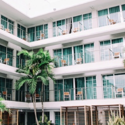 Hotel windows with palm tree Hotel windows with palm tree